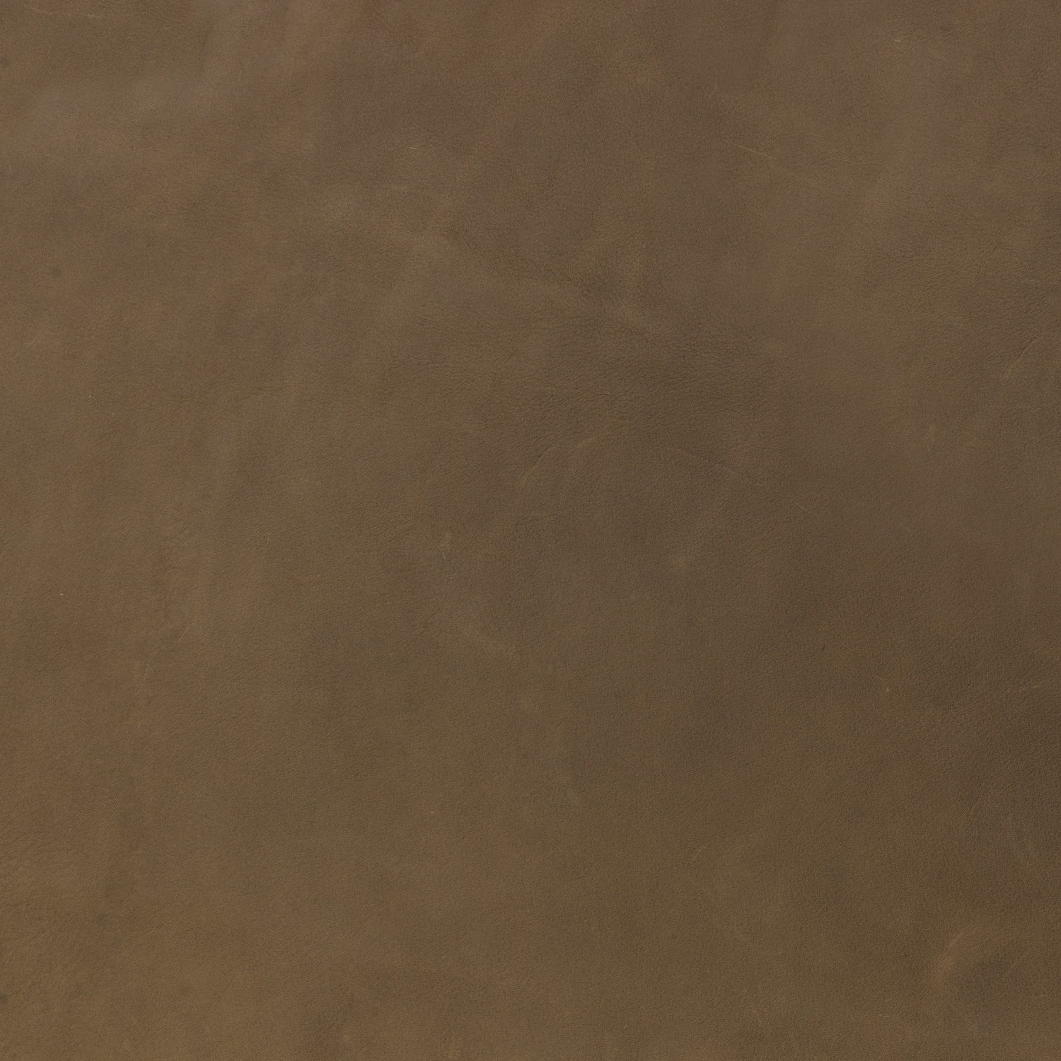 891518-64 Grizzly Salvia